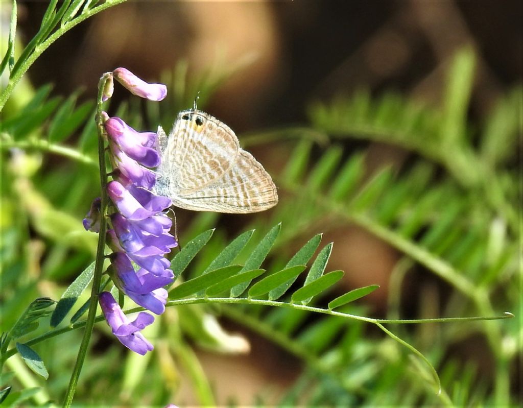 Lycaenidae: Lampides boeticus?  S